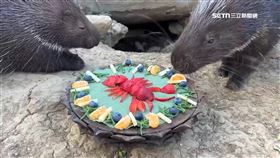 v動物萌圍.爐1801