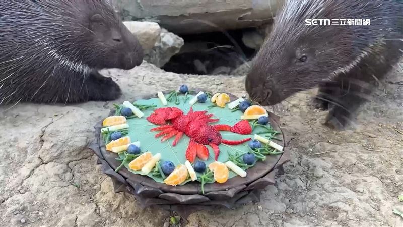 龍蝦造型、薯條漢堡　動物除夕加菜圍爐