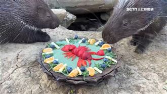 龍蝦造型、薯條漢堡　動物除夕加菜圍爐