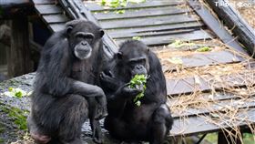 拿到香菜的黑猩猩不可置信地望著保育員。（圖／台北市立動物園官網）
