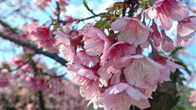 玉皇宮櫻花盛開。（圖／讀者提供，下同）