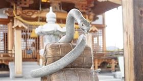 岩國白蛇神社吸引許多日本人參拜。（翻攝岩國白蛇神社X）