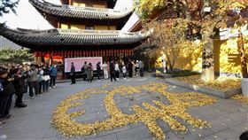 上海龍華寺巨大銀杏貓咪上海龍華寺的清潔人員發揮創意，將銀杏落葉排列成巨大貓咪圖形，吸引民眾圍觀拍照。圖為113年12月15日的上海龍華寺。中央社記者廖文綺上海攝 114年1月29日