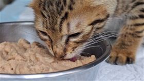 新北動保處,加菜,毛寶貝,寵物,過年,