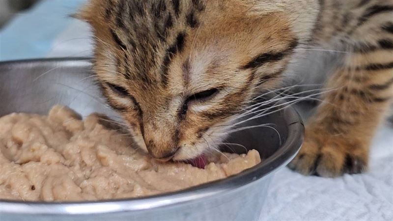 毛寶貝過年加菜　新北動保處提醒飲食禁忌