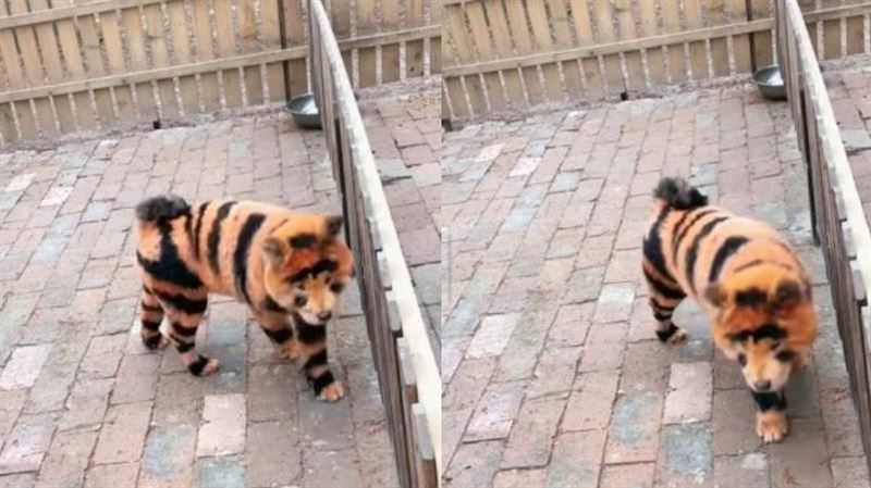 鬆獅犬染成「跳跳虎」　工作人員認噱頭