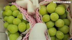 ▲麝香葡萄（圖／記者許雅惠攝影）