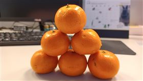 砂糖橘(記者陳弋攝影)