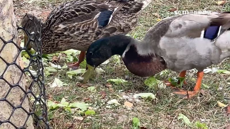 獨／屏公園鴨鵝暴增　民眾：有人會來撿蛋