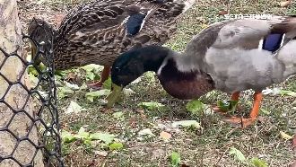 獨／屏公園鴨鵝暴增　民眾：有人會來撿蛋