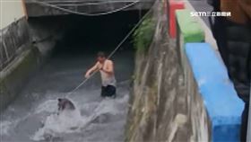 1人2鹿大戰! 圳溝內拔河 疾呼圍觀群眾幫忙拉