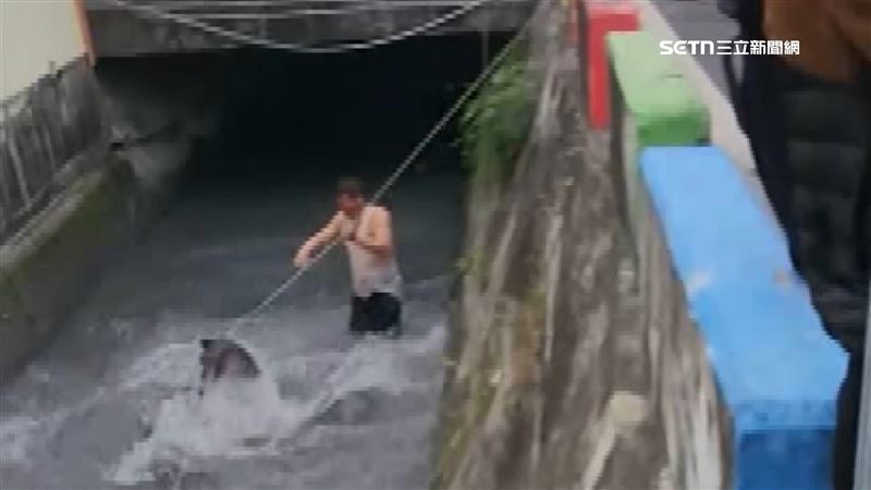 水鹿母子落八寶圳　救援現場如拔河大戰