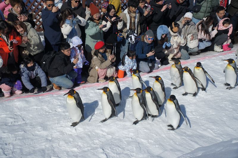 日本最北端的動物園為「旭山動物園」，園方每年冬天都會舉辦「企鵝散步」活動，吸引大批遊客前往朝聖，紛紛拿出手機、相機記錄企鵝可愛模樣