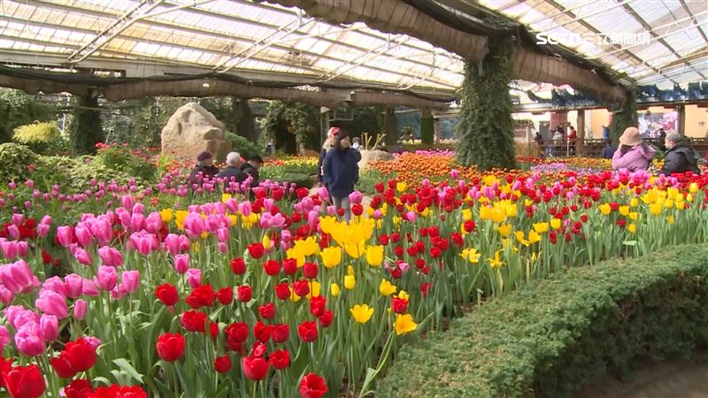 如置身荷蘭！杉林溪12萬株鬱金香花海盛開