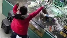 鱷魚受到驚嚇，從櫥窗跳下來咬傷女孩的手。（圖／翻攝微博）
