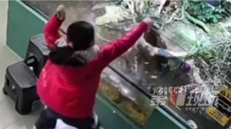女童逛「萌獸展」被鱷魚咬手　家長怒求償