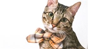 網傳撿到貓咪脫落的鬍鬚可以招財、解厄。（圖／翻攝畫面）