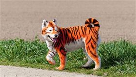 江蘇省泰州市的「溱湖灣森林動物王國」把狗染成老虎來吸引遊客參觀。圖為一隻被畫成老虎的小狗，與本文無關。(Shutterstock)
