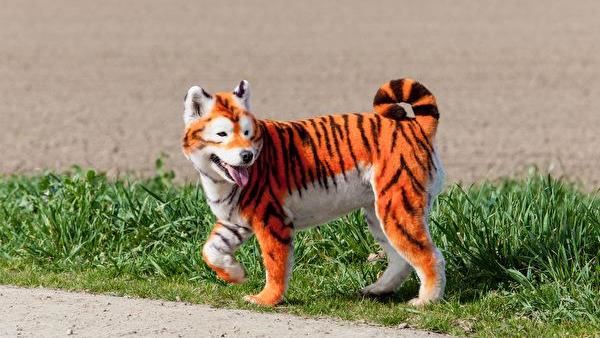 又是假的！鬆獅犬染色變身「山寨虎」