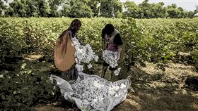 ▲ Interloop Kapas 項目通過可持續發展、技術創新和社區支持，成功打造透明供應鏈，並推動有機棉與紡織行業的綠色變革。（圖／永續新聞網提供） 