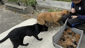 彰化線西工廠大火  移工救出狗媽媽及12幼犬彰化縣線西鄉1間塑膠工廠3日上午失火，1隻狗媽媽及12隻幼犬深陷火海，有移工衝進火場將牠們全數救出，狗媽媽看起來驚魂未定，依偎在移工旁，不時湊近查看裝在箱子內的幼犬。（民眾提供）中央社記者鄭維真傳真  114年2月3日