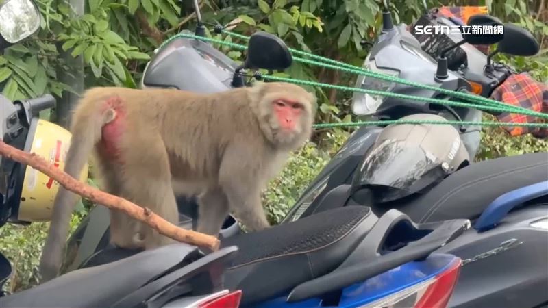 獼猴越來越不怕人類,甚至還闖進民宅偷東西吃。(示意圖/資料照)
