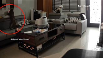 壽山獼猴闖屋覓食！屋主：有夠恐怖