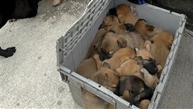 彰化線西工廠大火  移工救出狗媽媽及12幼犬彰化縣線西鄉1間塑膠工廠3日上午失火，1隻狗媽媽及12隻幼犬深陷火海，有移工衝進火場將牠們全數救出，狗媽媽看起來驚魂未定，依偎在移工旁，不時湊近查看裝在箱子內的幼犬。（民眾提供）中央社記者鄭維真傳真  114年2月3日