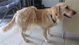 澳洲身障女孩與輔助犬一起穿禮服參加舞會
http://www.mymodernmet.com/profiles/blogs/erin-condrin-and-lacey