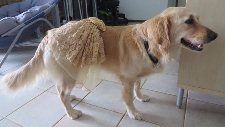 熟知40種指令　輔助犬提供實質協助陪伴