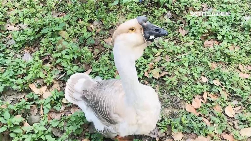 被冬季進補了？新竹公園動物明星鵝寶失蹤