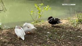 被冬季進補了　新竹公園動物明星「鵝寶」突失蹤