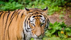 老虎,翻肚,可愛,小橘貓,俄羅斯,兇猛,摸肚