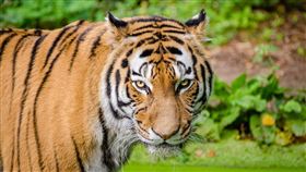 老虎,翻肚,可愛,小橘貓,俄羅斯,兇猛,摸肚