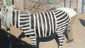 ▲山東淄博牛山遊樂園用驢充當斑馬。（大皖新聞）