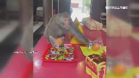 宛 猴齊天鬧.廟1800