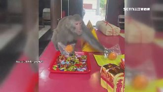 猴群大鬧松柏嶺受天宮！爬供桌抓水果啃食