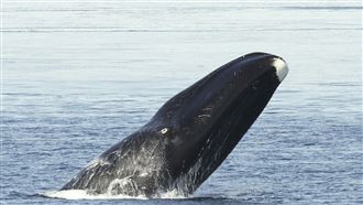 鯨魚壽命200年！「長壽秘訣」:人也可仿效