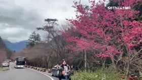 宛 賞櫻車停開2300