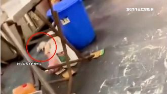 知名肉粽店驚見「鼠王」亂竄　衛生局開罰