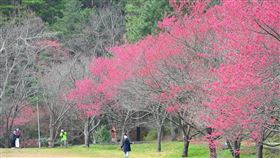 武陵農場山櫻花
（圖／翻攝自「武陵農場 Wuling Farm」臉書粉專）