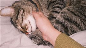 原PO表示家中貓咪幾乎24小時都待在被窩裡，慵懶模樣讓人羨慕。（圖／翻攝畫面）