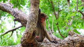 猴子
（圖／翻攝自Pixabay）