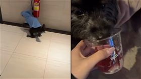 女網友將愛犬眼睛遮住，一下撞滅火器，一下又撞牆壁。（圖／翻攝自●【爆料公社二社】●臉書）