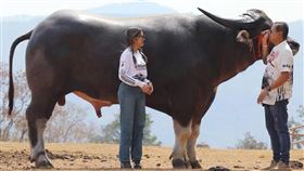 ▲3歲的水牛「金剛」身高185公分，創下世界上最高的水牛金氏世界紀錄。（翻攝自金氏世界紀錄官網）