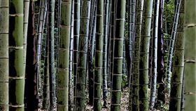 ▲ 全球可持續材料市場快速增長，竹子、工業大麻、菌絲體等環保創新材料正加速取代高碳排放材料，推動產業邁向低碳經濟，預計2030年市場規模將突破5000億美元。（圖／永續新聞網提供） 