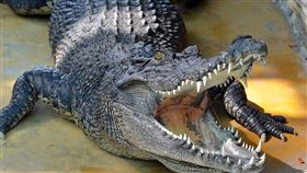 鱷魚（圖／PIXABAY）