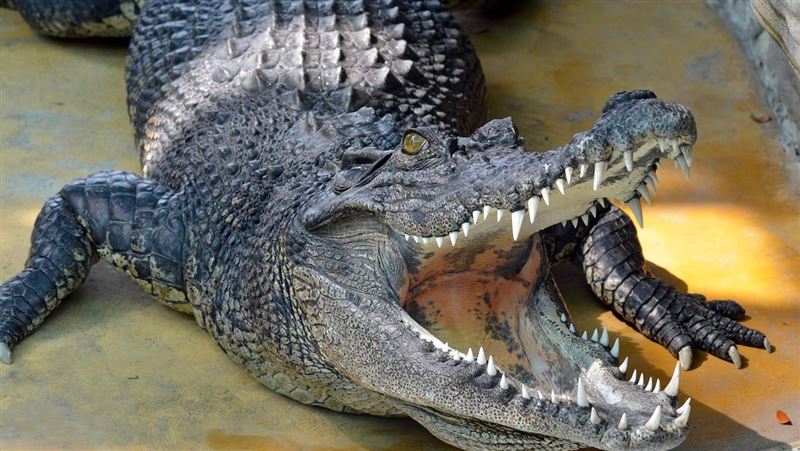 鱷魚偷襲叼走1歲男嬰　父奮力反擊全身傷