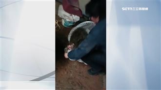 狒狒之死技工遭判刑 法官:麻醉槍圍捕就夠