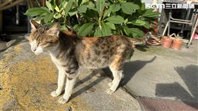 流浪貓,貓,虐貓（圖／記者陳弘逸拍攝）